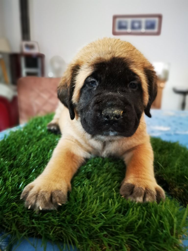 Des Gardiens De Codan - Mastiff - Portée née le 21/09/2021