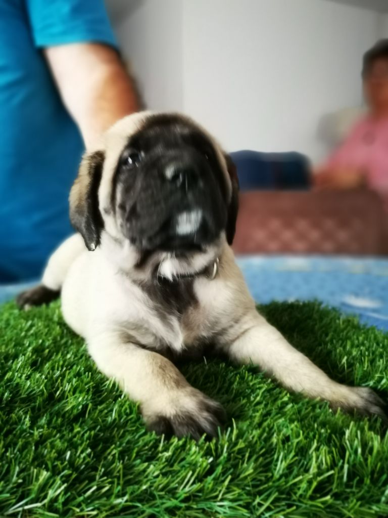 Des Gardiens De Codan - Mastiff - Portée née le 21/09/2021
