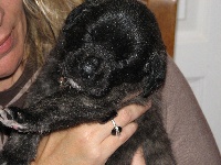 CHIOT