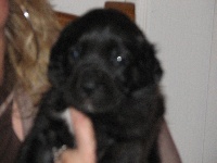 CHIOT